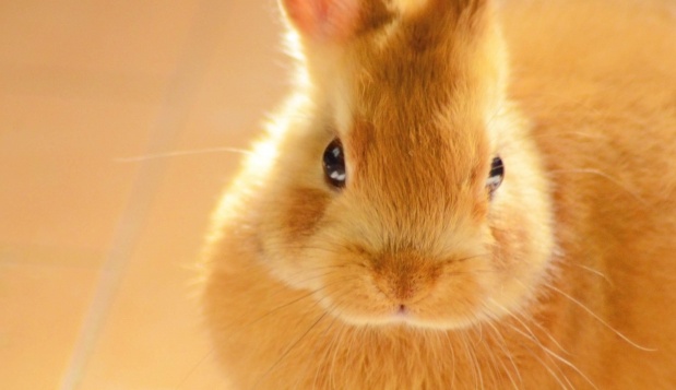 【ちっさ！】好奇心旺盛な野生の赤ちゃんうさぎ、可愛すぎる！