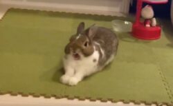 【ふぁ‥】ウサギがあくびをするだけの動画がたまらんｗ「なんてかわいい‥」