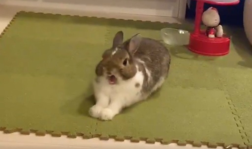 【ふぁ‥】ウサギがあくびをするだけの動画がたまらんｗ「なんてかわいい‥」