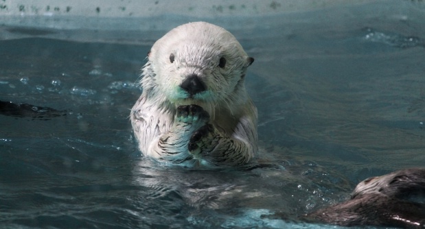 人気ラッコのメイちゃんが独自に編み出した高速回転の技が凄い！！