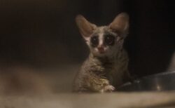 階段を降りる小さなお猿さん、思ってたのと違ったｗｗｗｗ