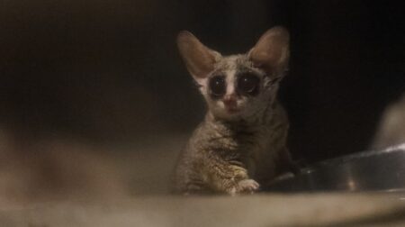 階段を降りる小さなお猿さん、思ってたのと違ったｗｗｗｗ