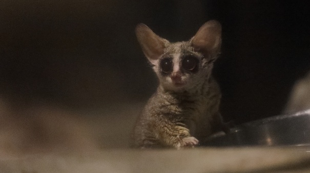 階段を降りる小さなお猿さん、思ってたのと違ったｗｗｗｗ