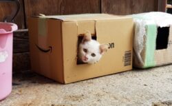 【え！】猫ホイホイにかかった野良猫たち、可愛いすぎるｗｗｗｗ