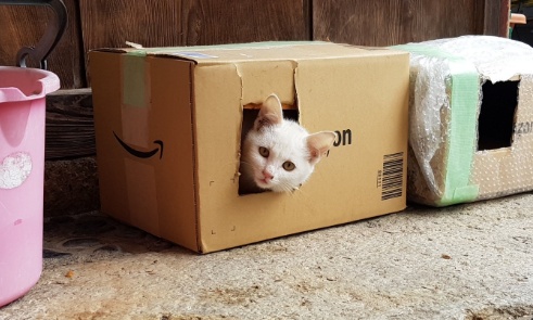 【え！】猫ホイホイにかかった野良猫たち、可愛いすぎるｗｗｗｗ