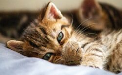 甘え上手な美人猫、これは抱っこせざるを得ない！