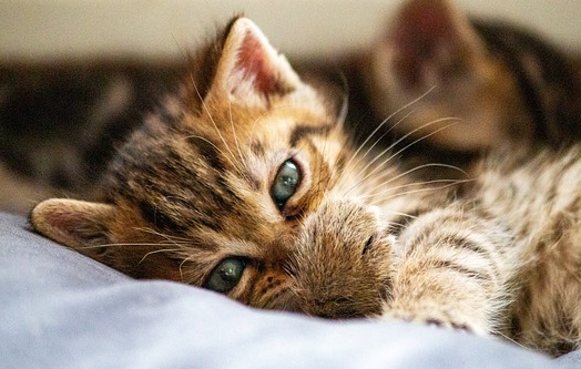 甘え上手な美人猫、これは抱っこせざるを得ない！