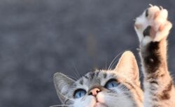 ロフトベッドに登ってくる猫ちゃん　顔が必死過ぎる！笑