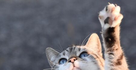 ロフトベッドに登ってくる猫ちゃん　顔が必死過ぎる！笑