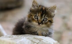 【ふわふわ】子猫の「踏み切ってジャーンプ！」ぜんぶ可愛い！！