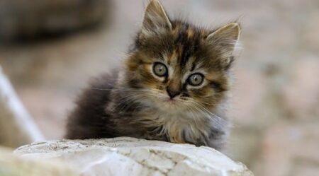 【ふわふわ】子猫の「踏み切ってジャーンプ！」ぜんぶ可愛い！！