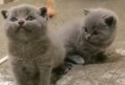 【動画】雄たけびをがんばってる子猫と、周りの子猫の反応が可愛い！