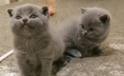 【動画】雄たけびをがんばってる子猫と、周りの子猫の反応が可愛い！