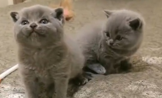 【動画】雄たけびをがんばってる子猫と、周りの子猫の反応が可愛い！