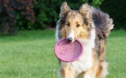 【犬】大家族の食事タイム、体のサイズ相応のごはんが可愛いｗ