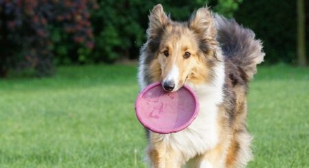 【犬】大家族の食事タイム、体のサイズ相応のごはんが可愛いｗ