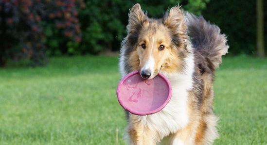 【犬】大家族の食事タイム、体のサイズ相応のごはんが可愛いｗ
