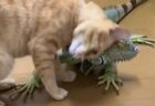 イグアナと仲良しの猫　頬ずりしてコミュニケーションｗ