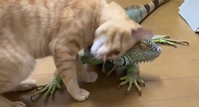 イグアナと仲良しの猫　頬ずりしてコミュニケーションｗ
