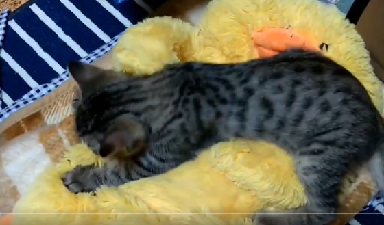 【ｗ】ひよこのぬいぐるみが大好きな子猫、絶対に離さない！