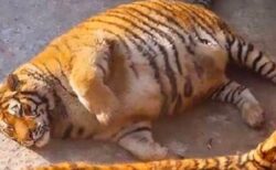 【ｗ】まるまるコロコロした虎が話題「ええ？！」「可愛い」