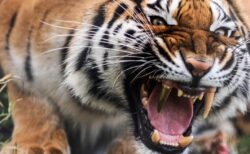 【強そう】牙が欠けたので金歯を入れてもらったトラ「かっこいい！」