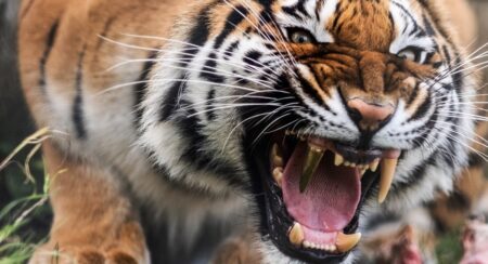 【強そう】牙が欠けたので金歯を入れてもらったトラ「かっこいい！」