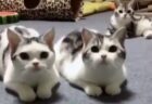 【えｗ】動きぴったりの猫3匹、我慢できない子がかわいいｗｗｗｗ