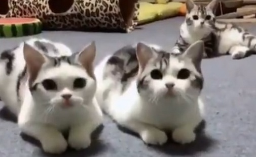 【えｗ】動きぴったりの猫3匹、我慢できない子がかわいいｗｗｗｗ