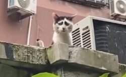【笑】独特の模様の猫さん、なんともいえない表情に見えてしまう