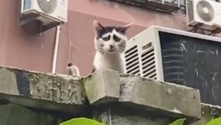 【笑】独特の模様の猫さん、なんともいえない表情に見えてしまう