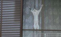 【爆笑】散歩中、視線を感じ振り返ったら・・窓に張り付いた真顔の猫！