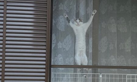 【爆笑】散歩中、視線を感じ振り返ったら・・窓に張り付いた真顔の猫！