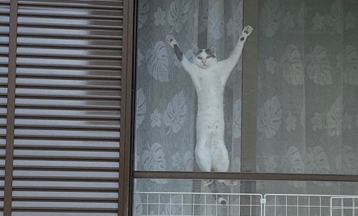 【爆笑】散歩中、視線を感じ振り返ったら・・窓に張り付いた真顔の猫!