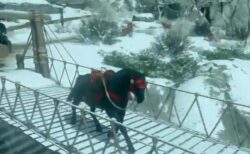 【動画】想定外すぎるゲームのバグが話題に「馬が動揺ｗ」「雷のタイミングすごいｗ」