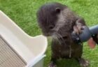 【ｗ】水を必死に止めようとするカワウソくん、想像以上の可愛いさ(･∀･)