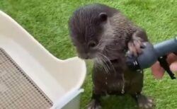 【ｗ】水を必死に止めようとするカワウソくん、想像以上の可愛いさ(･∀･)