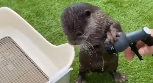 【ｗ】水を必死に止めようとするカワウソくん、想像以上の可愛いさ(･∀･)