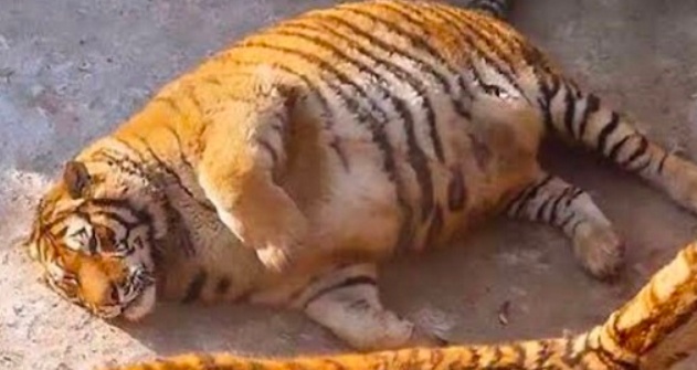 【ｗ】まるまるコロコロした虎が話題「ええ？！」「可愛い」