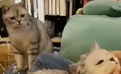 ヤキモチを焼く猫ちゃん　そんな顔しないで・・・