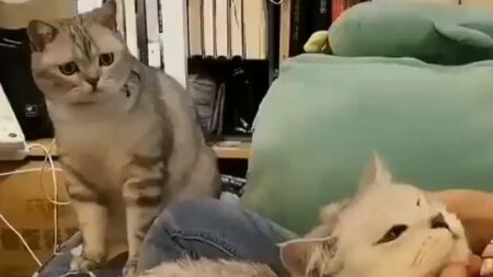 ヤキモチを焼く猫ちゃん　そんな顔しないで・・・