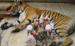 【愛】娘を失い病んでいたトラ、子ぶたが家族になり元気を取り戻す