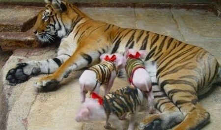 【愛】娘を失い病んでいたトラ、子ぶたが家族になり元気を取り戻す