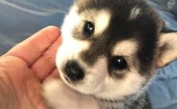 【おて】手とあごを乗せてくる子犬がたまらない可愛さ！