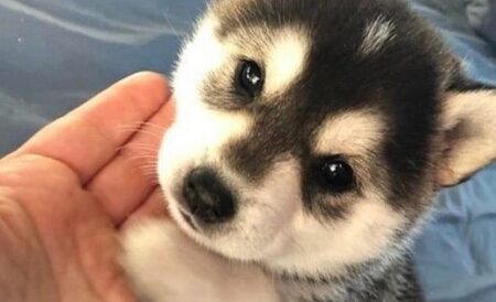 【おて】手とあごを乗せてくる子犬がたまらない可愛さ！