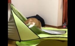 【笑】部屋でテントを広げてみたら猫が猛突進してきて・・・
