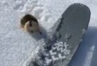 【小動物】スキーヤーに猛抗議するレミングが最高に可愛い「怒ってる(笑