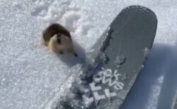 【小動物】スキーヤーに猛抗議するレミングが最高に可愛い「怒ってる(笑