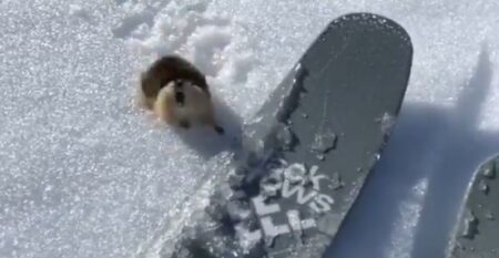 【小動物】スキーヤーに猛抗議するレミングが最高に可愛い「怒ってる(笑