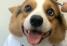 【動画】ケープつけて床屋さんしてもらってるコーギー、笑顔がたまらない可愛さ